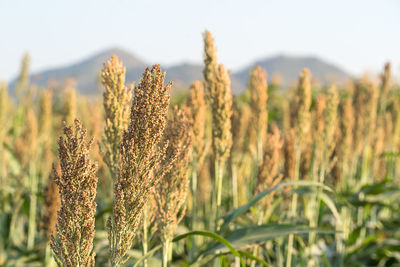 Close-up of stalks in field against sky