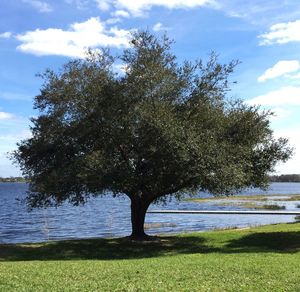 tree