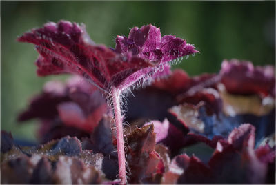 Close-up of flowers blooming outdoors