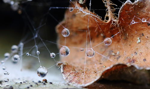 Water drops on cobweb against blurred background