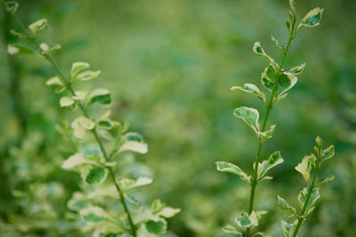 Close-up of fresh green leaves