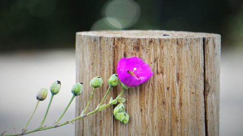 Delicate yet fierce succulent flower