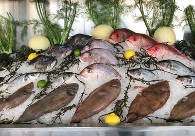 Close-up of fishes on crushed ice