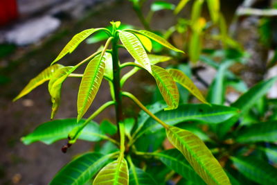 Close-up of green leaves