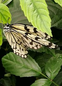 Close-up of butterfly pollinating on plant