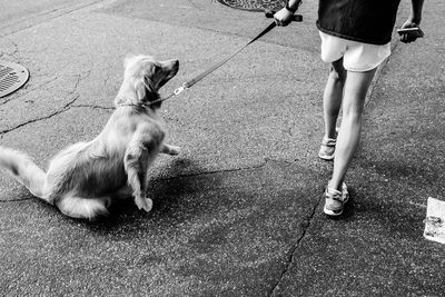 Low section of person with dog on street