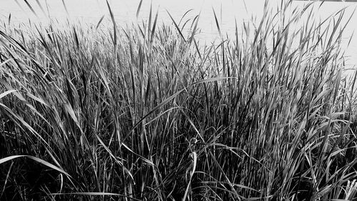 Full frame shot of water drops on grass