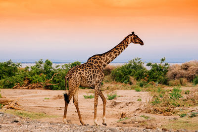 Giraffe standing on rock against sky