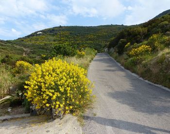 Road amidst plants against sky