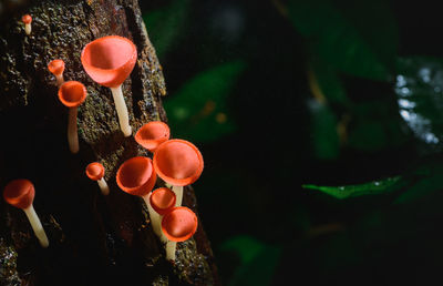 Fungi cup red mushroom champagne cup or pink burn cup,tarzetta rosea 