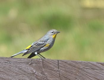 Close-up of bird perching on wooden post