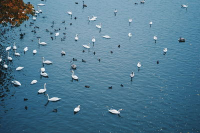 Flock of ducks in water