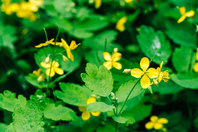 Close-up of yellow flowers