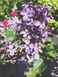 Close-up of purple flowers blooming outdoors