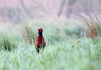 Bird perching on a field