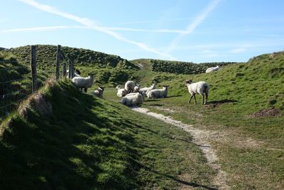 Horses grazing in a farm