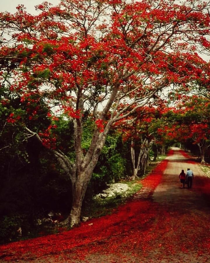 REAR VIEW OF PEOPLE WALKING ON RED ROAD AMIDST TREES