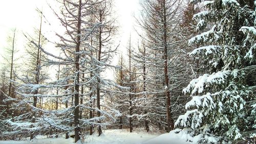 Snow covered trees against sky