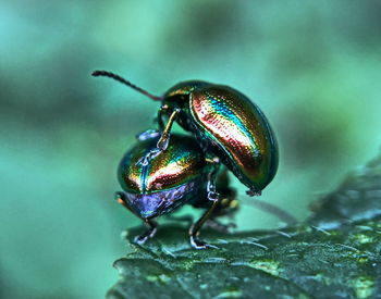 Close-up of insect on leaf