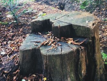 High angle view of horse on tree stump