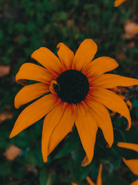 Close-up of orange flower