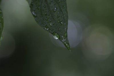 Close-up of water drops on leaf