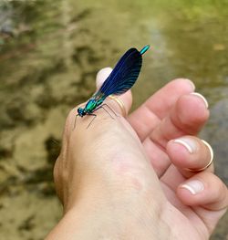 Close-up of butterfly on hand