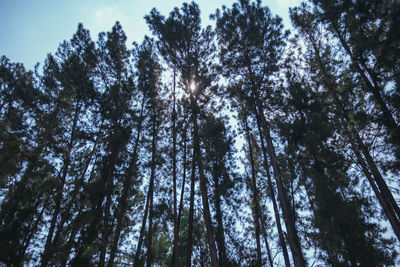 Low angle view of trees in forest against sky