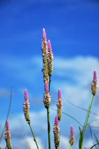 Close-up of pink flowering plant against sky