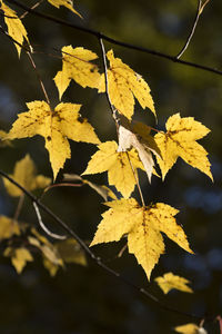 Close-up of autumnal leaves