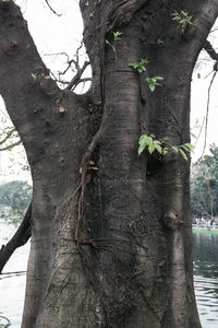 View of tree trunk