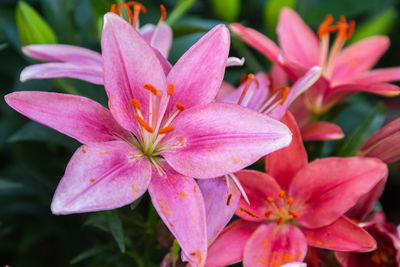 Close-up of pink flowering plant