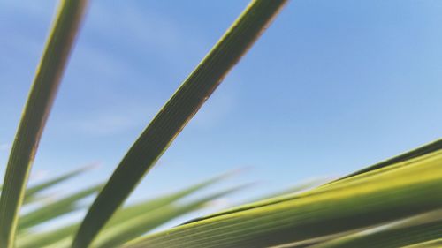 Close-up of fresh green plants against sky