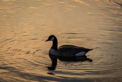 Bird flying over lake