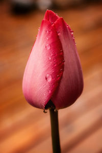 Close-up of pink tulip