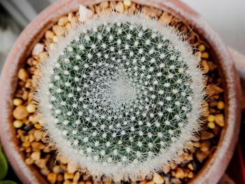 Close-up of cactus