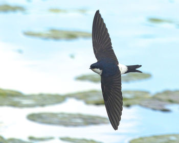 Bird flying over sea