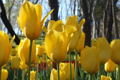 Close-up of yellow flowers growing on tree