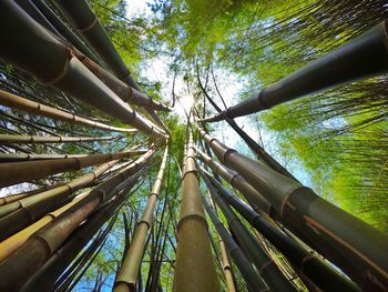 Low angle view of bamboo trees in forest