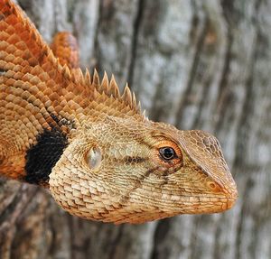 Close-up of a lizard