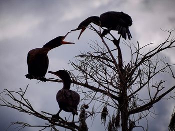 Low angle view of birds perching on tree