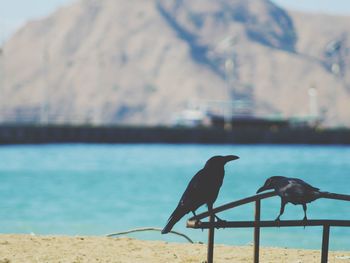 Birds perching on railing against sea