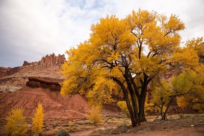 Autumn tree on rock against sky