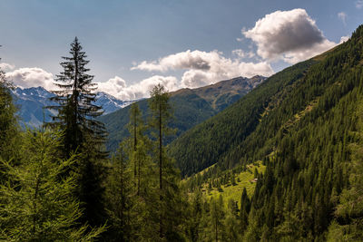 Scenic view of pine trees against sky