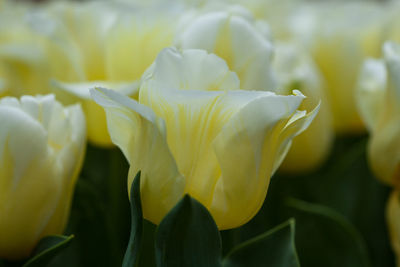 Close-up of yellow flowering plant