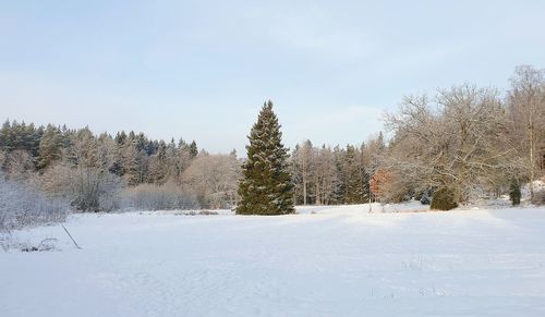 Trees on snow covered land against sky