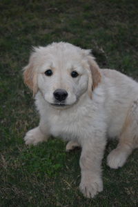 High angle portrait of puppy on grass at park