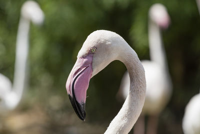 Pink flamingo in the farm