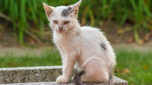 Portrait of cat