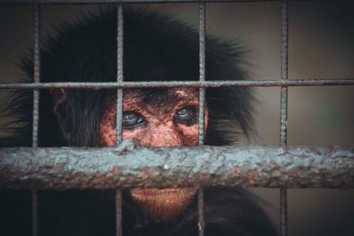 Close-up of monkey in cage